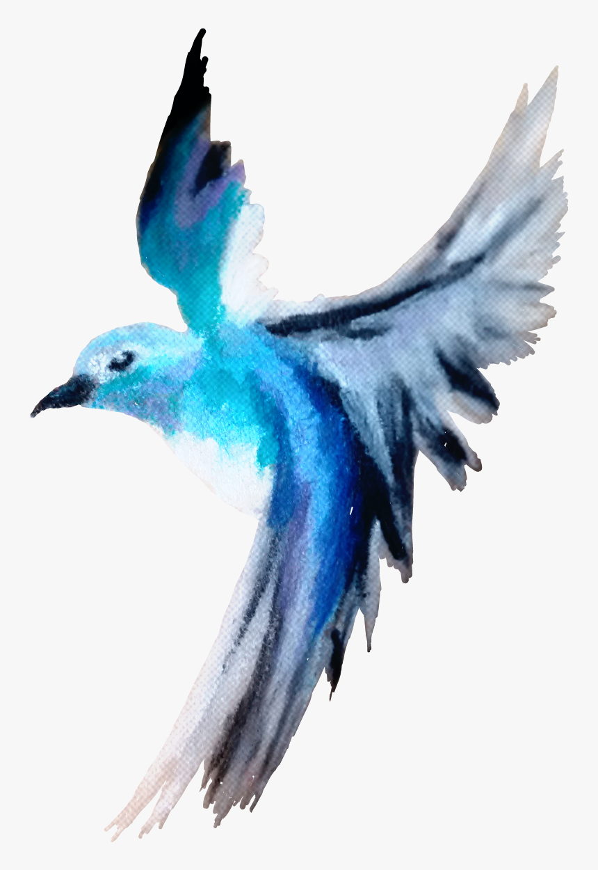 #bird #cute #pretty #blue #free #madebyme #madebymyself - Blue-footed Booby, HD Png Download