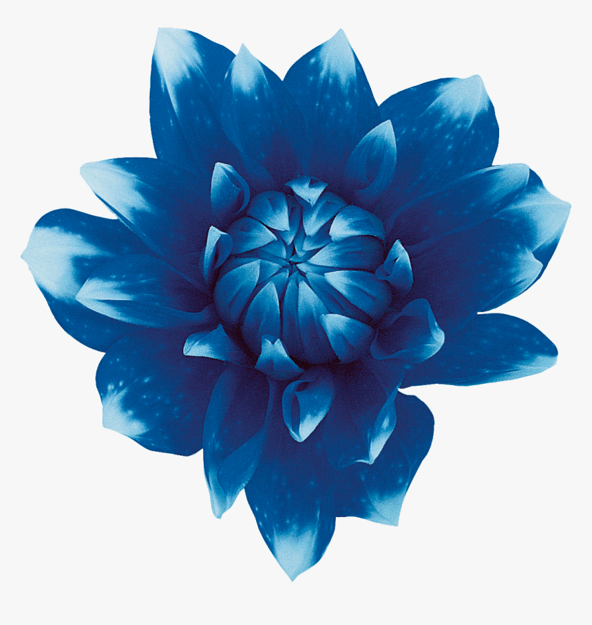Sweet Blue Flowers Sweet Blue Flowers Red - Blue Flower No Background, HD Png Download