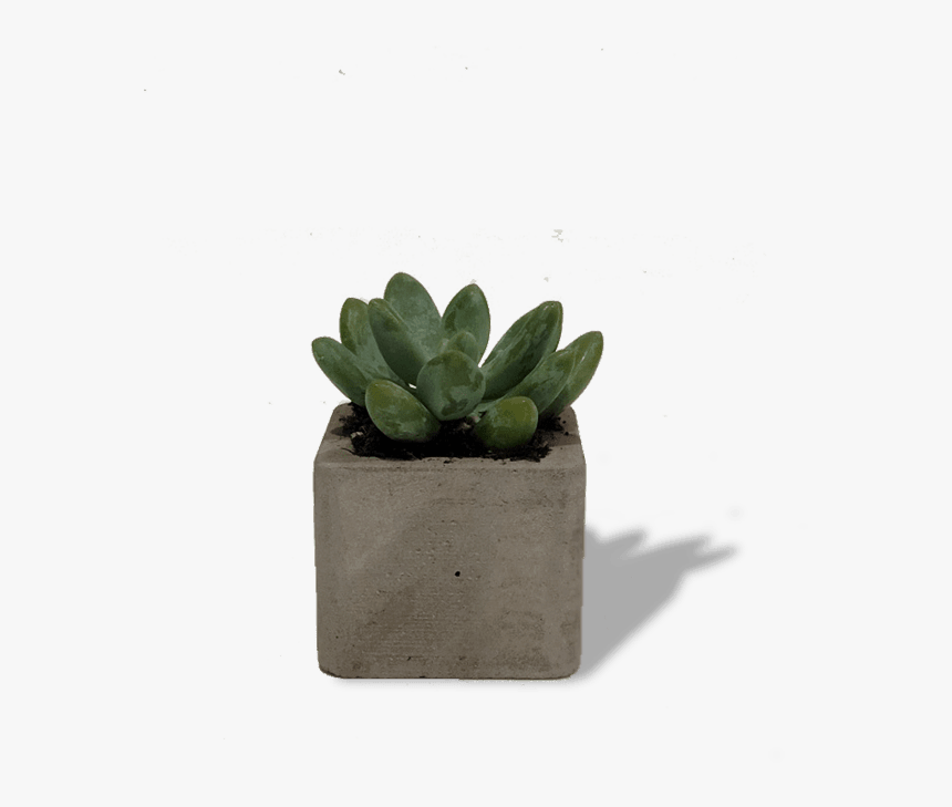 Flowerpot, HD Png Download