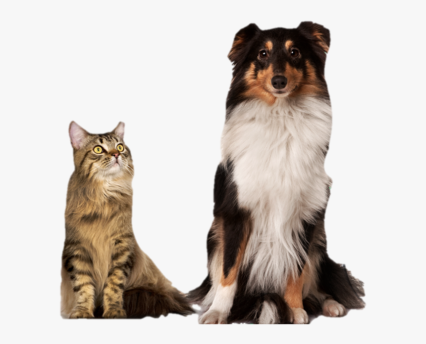 Imagens De Veterinarios Com Animais, HD Png Download