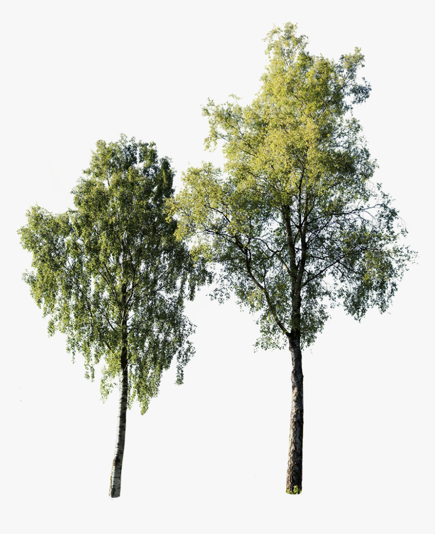 Cut Out Birch Tree, HD Png Download