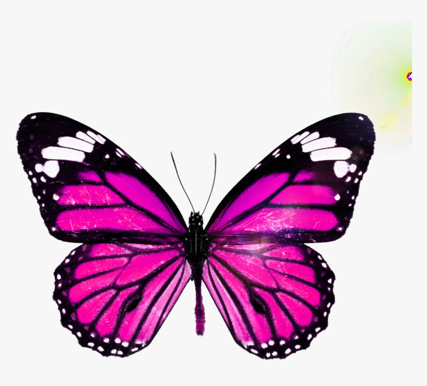 #picsart #boterfly #edit, HD Png Download