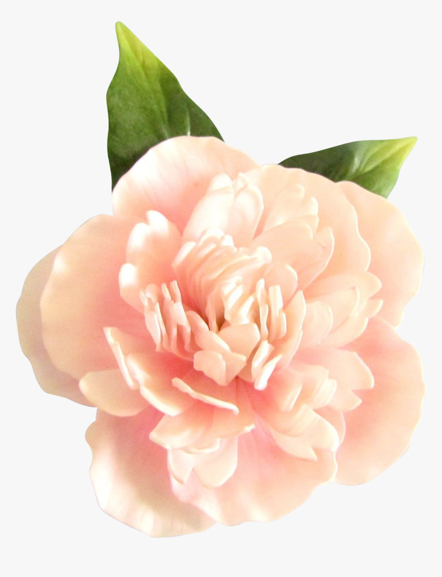 Garden Roses, HD Png Download