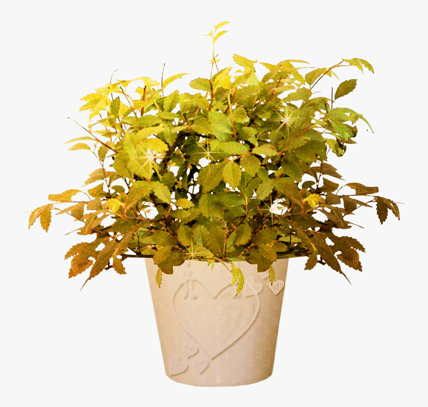 装饰花粉色紫色小清新家庭装饰白色 - Bonsai Tree, HD Png Download