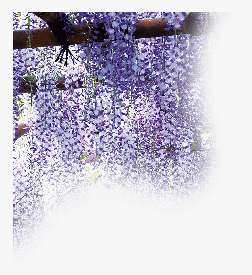金蛇水神社 藤棚 - Wisteria, HD Png Download