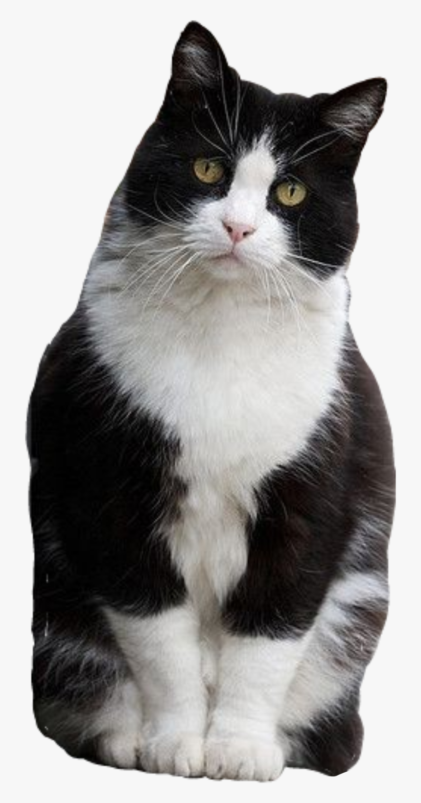 #cat #sitting #tuxedo #blackandwhite #cutout 
photo - Gato Frajola, HD Png Download