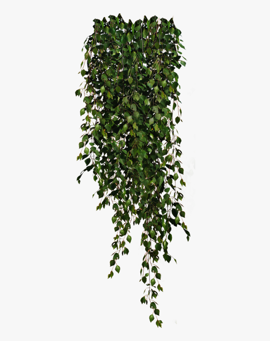 Plant Png, Transparent Png