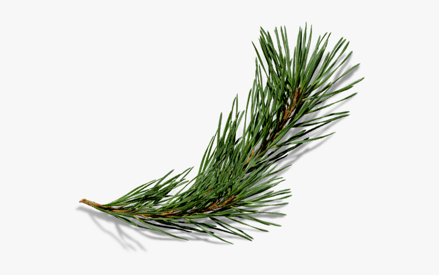 Transparent Pine Needle Png, Png Download , Transparent Png Image PNGitem