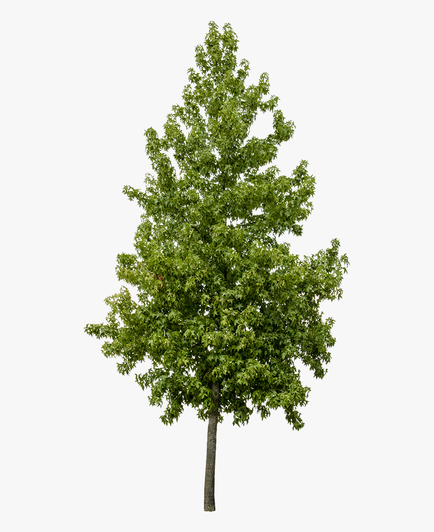 Liquidambar Styraciflua Png, Transparent Png
