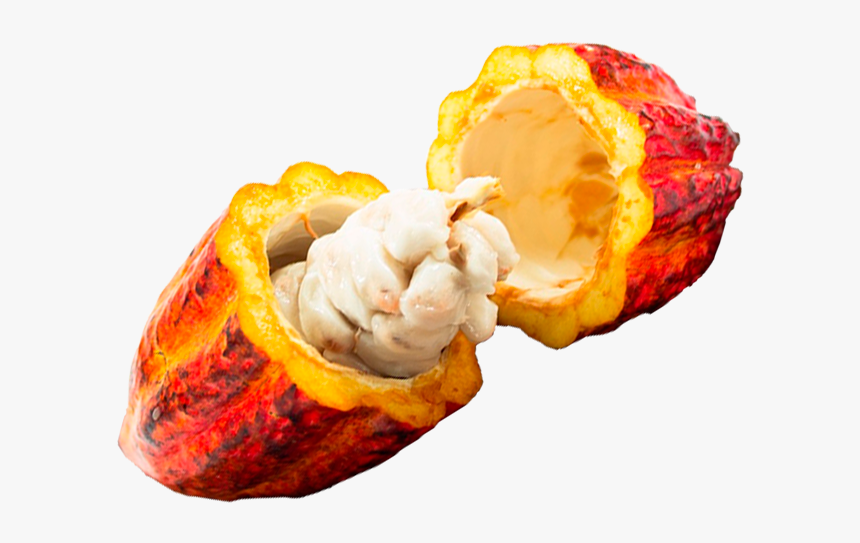Cacau - Cacau Fruta Png, Transparent Png