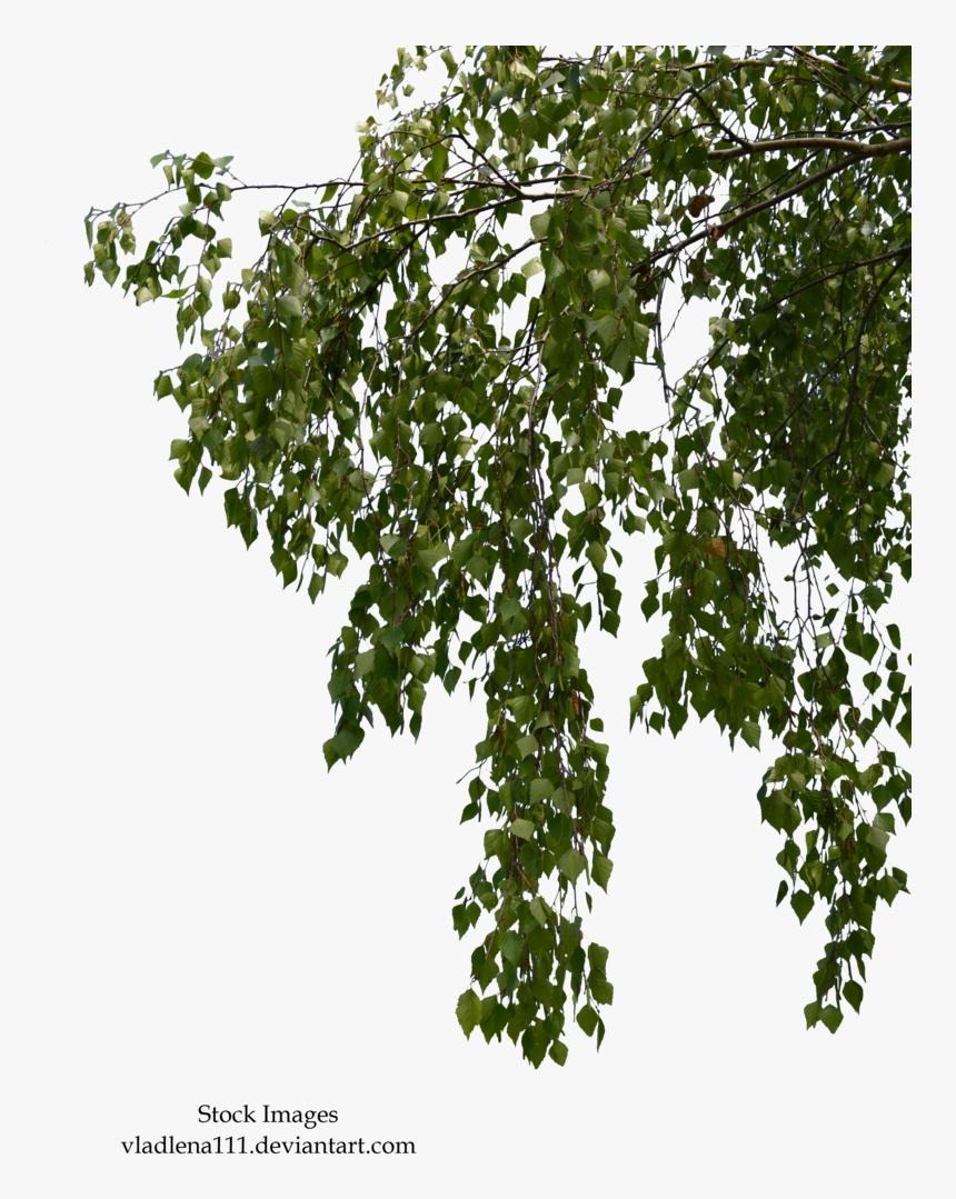 Birch Branches Png, Transparent Png
