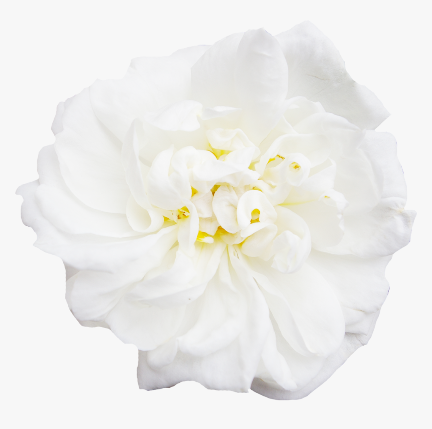 White Flower Peony - Japanese Camellia, HD Png Download