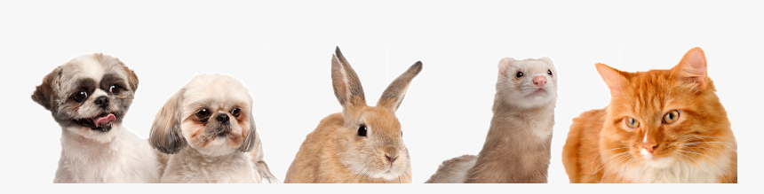 Dogs Cats Bunnies And Ferrets, HD Png Download