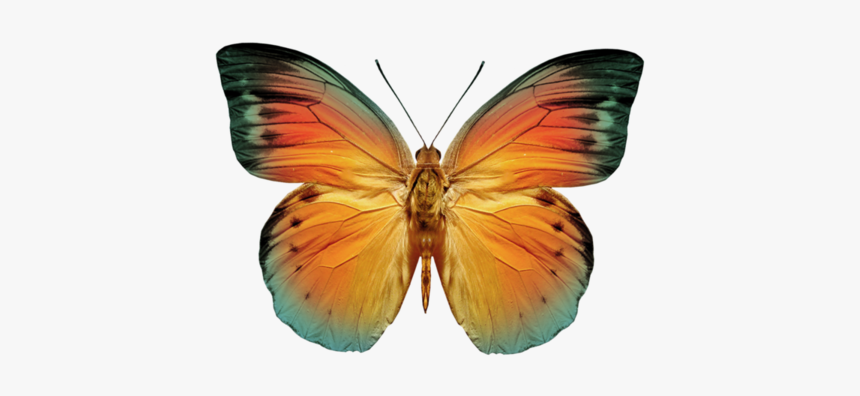 Monarch Butterflies Png, Transparent Png