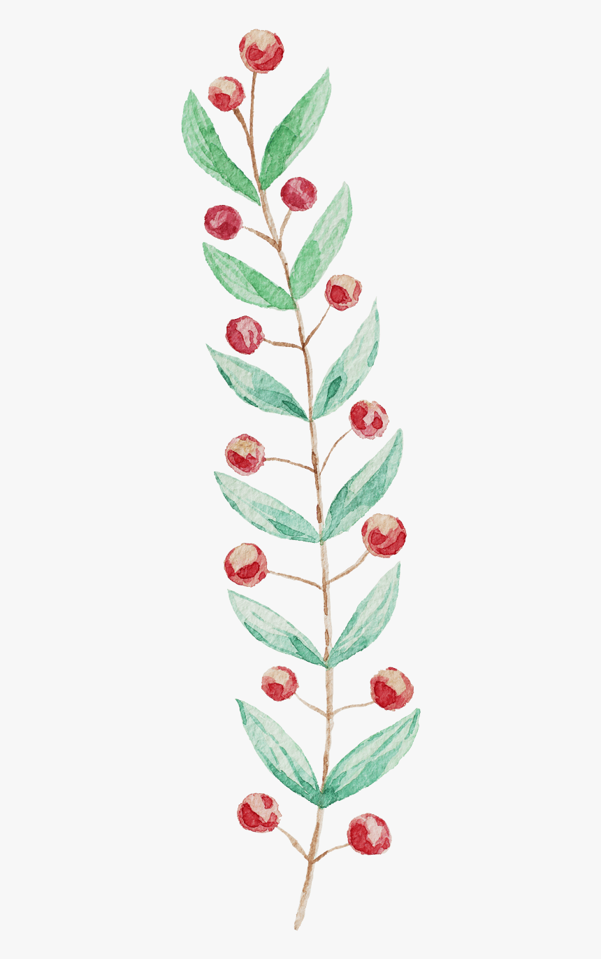 艺术水彩花果子 - Japanese Camellia, HD Png Download