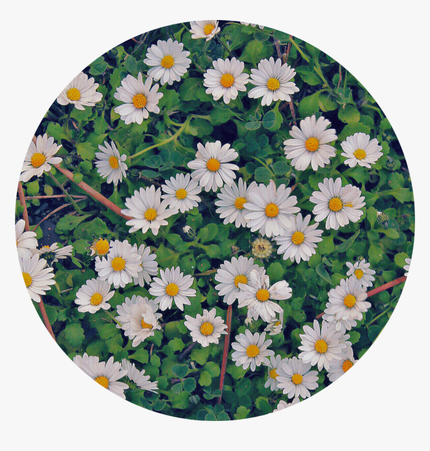 🍀

#flowers #white #green #nature #circle #background - Oxeye Daisy, HD Png Download