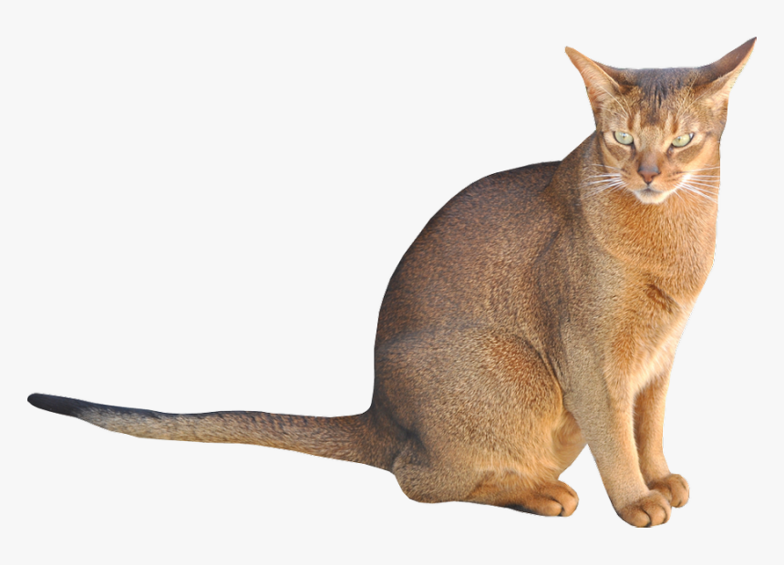 Cat Sitting Transparent Background, HD Png Download