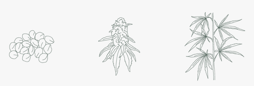 Hemp Seed, Female Hemp Plant, And Hemp Stalk Illustration - Sketch, HD Png Download
