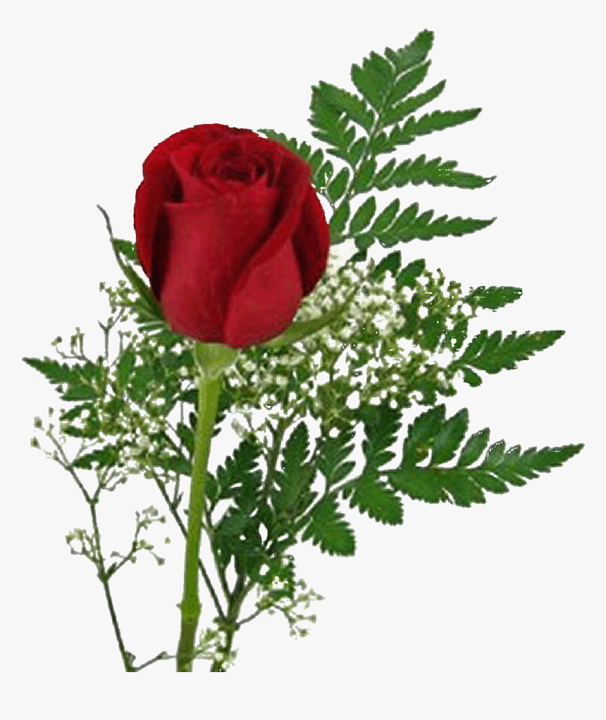 Garden Roses, HD Png Download