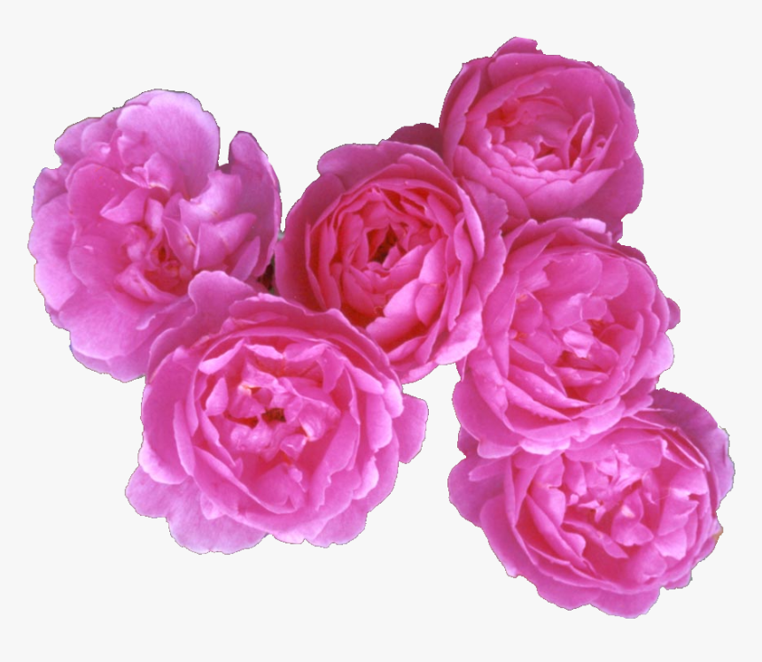 Rose Petals Png, Transparent Png