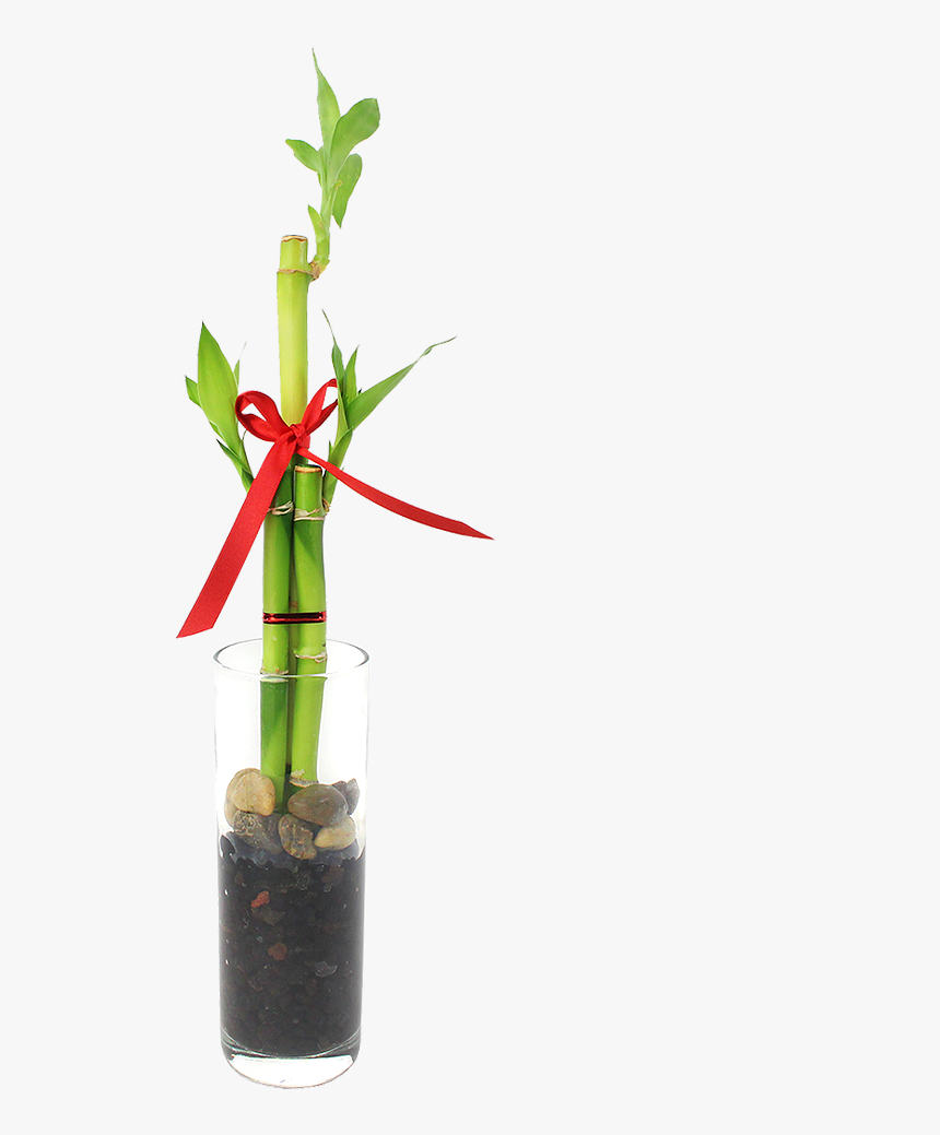 Feng Shui Bamboo Indoor Plant 

 
 Data Rimg Lazy 
 - Rose, HD Png Download