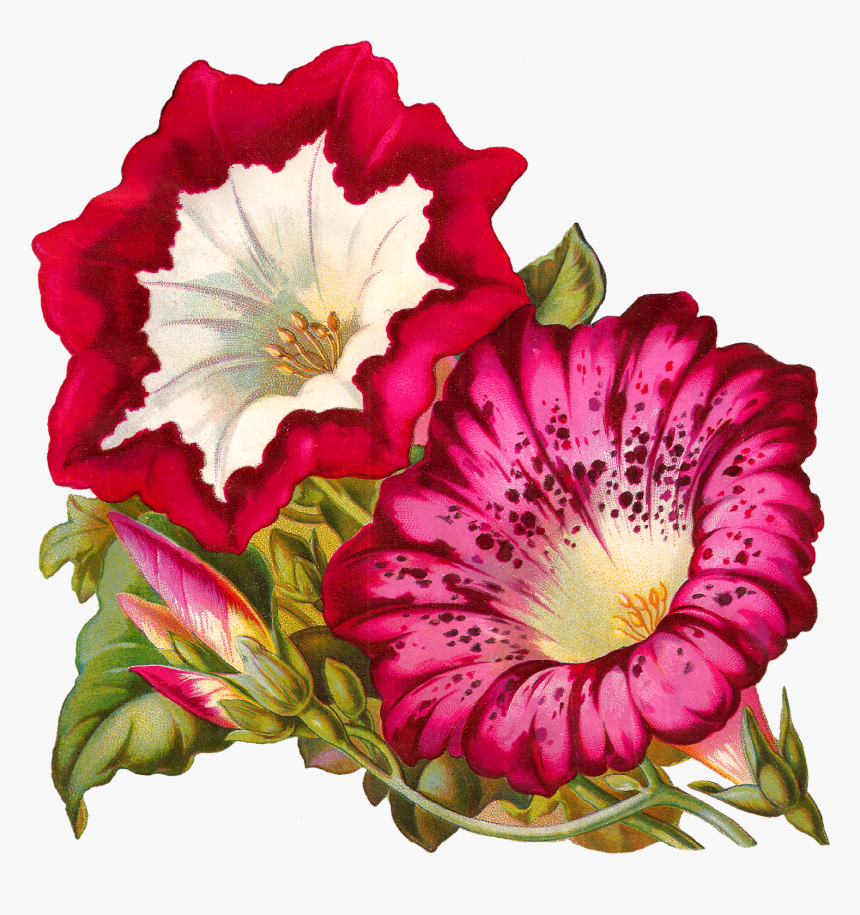 Morning Glory, HD Png Download