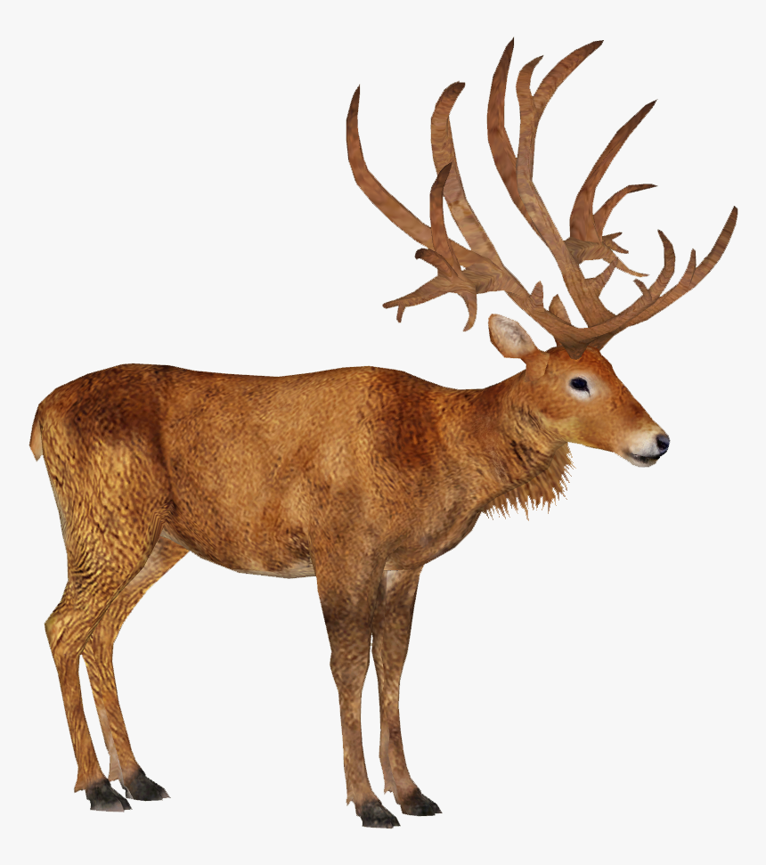 Schomburgk S Deer M - Schomburgk's Deer, HD Png Download