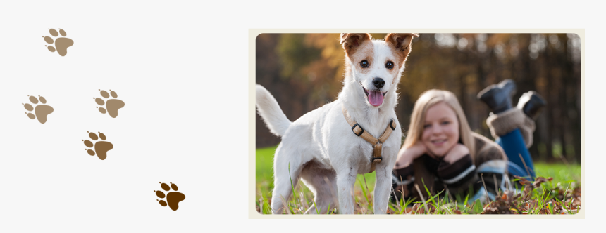 A Dog Enjoying Our Dog And Cat Boarding Services In - Dog, HD Png Download