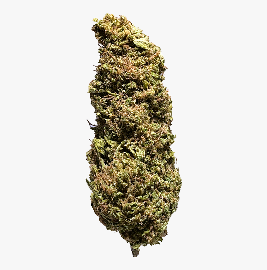 Hornwort, HD Png Download