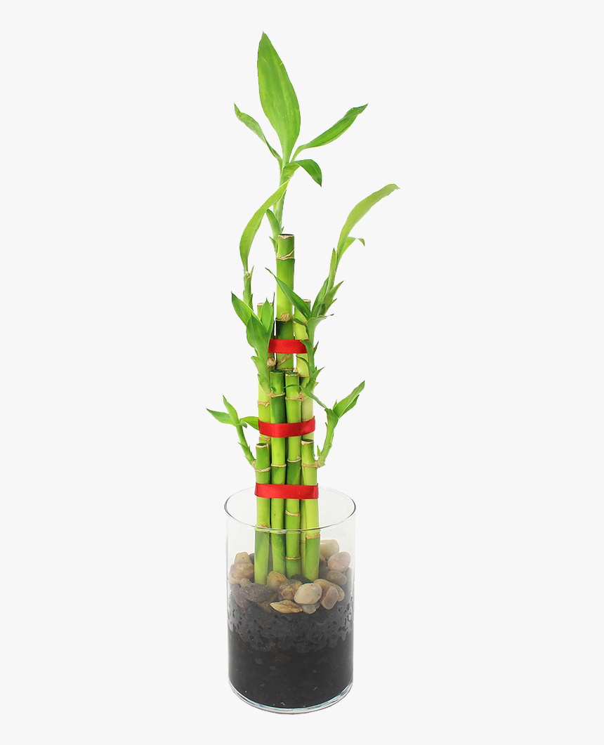 Feng Shui Bamboo Indoor Plant 

 
 Data Rimg Lazy 
 - Houseplant, HD Png Download