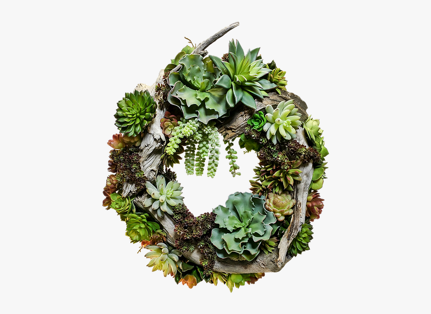 Anthurium, HD Png Download