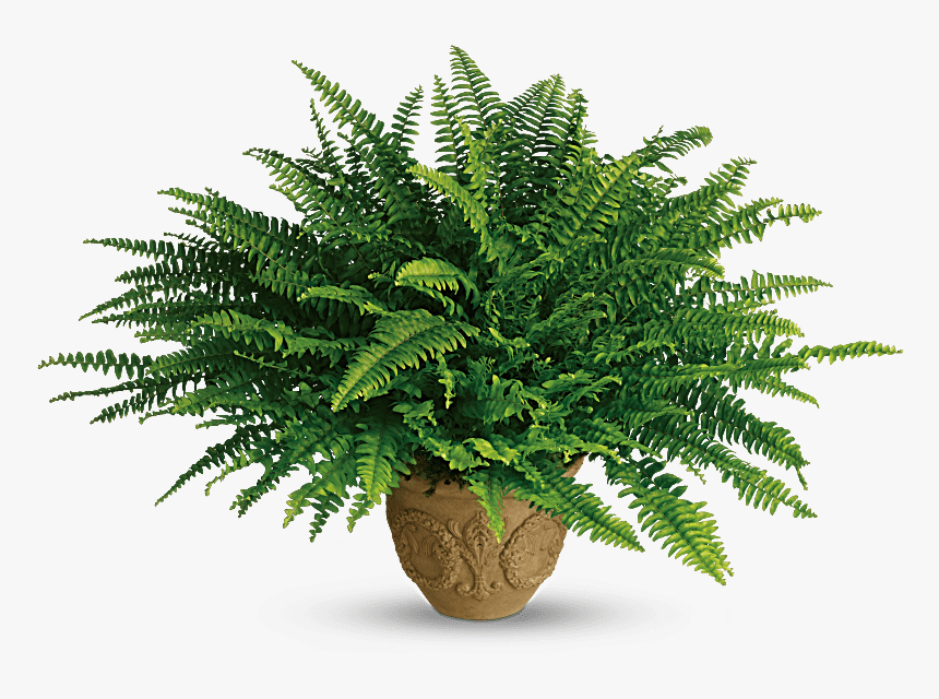 Boston Fern Plant, HD Png Download