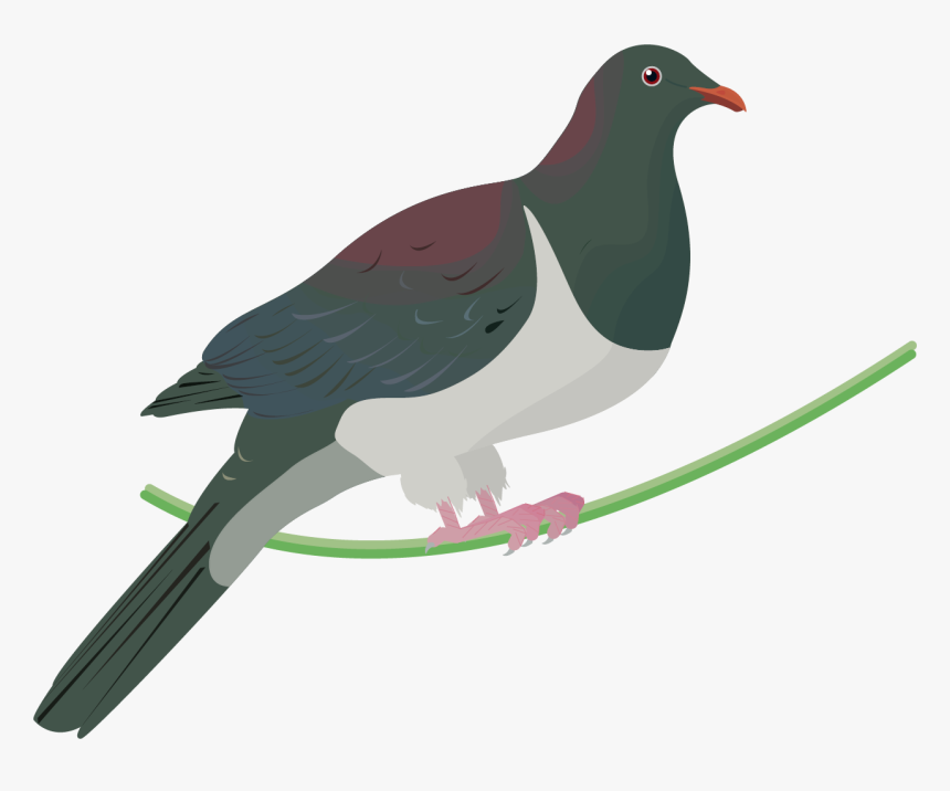 Transparent Flight Of Pigeons Clipart - Kereru Transparent, HD Png Download