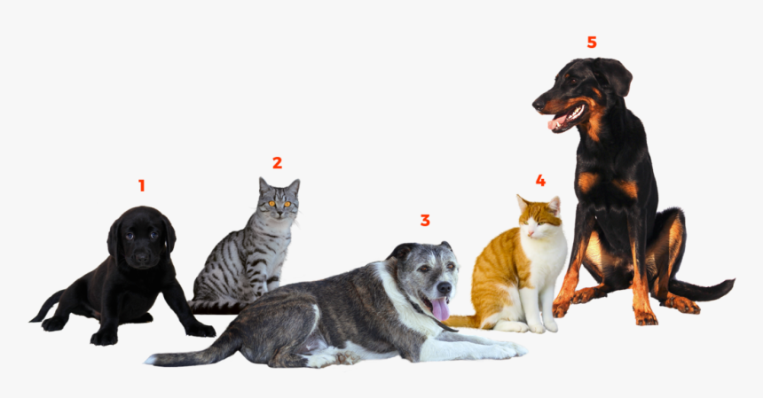 Companion Dog, HD Png Download