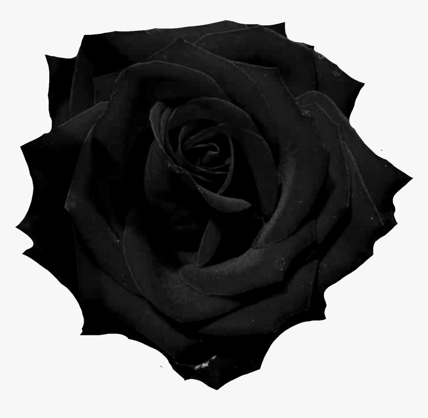 Black Rose Png , Png Download - Black Rose Png Transparent, Png Download