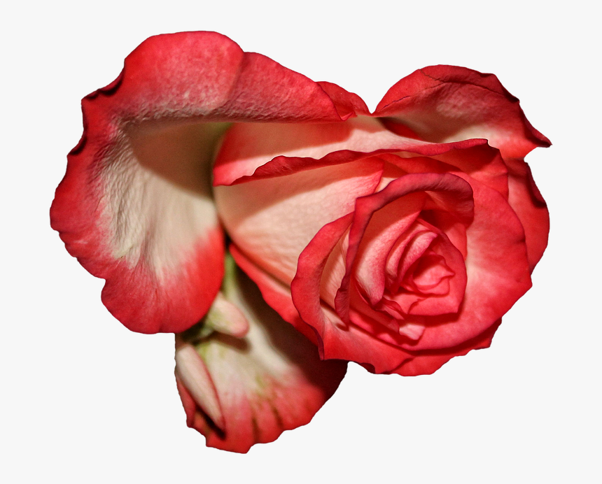 Rose, HD Png Download