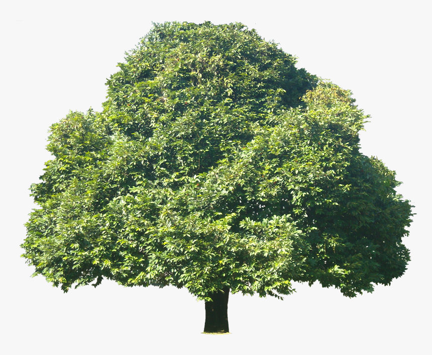 Tree, HD Png Download
