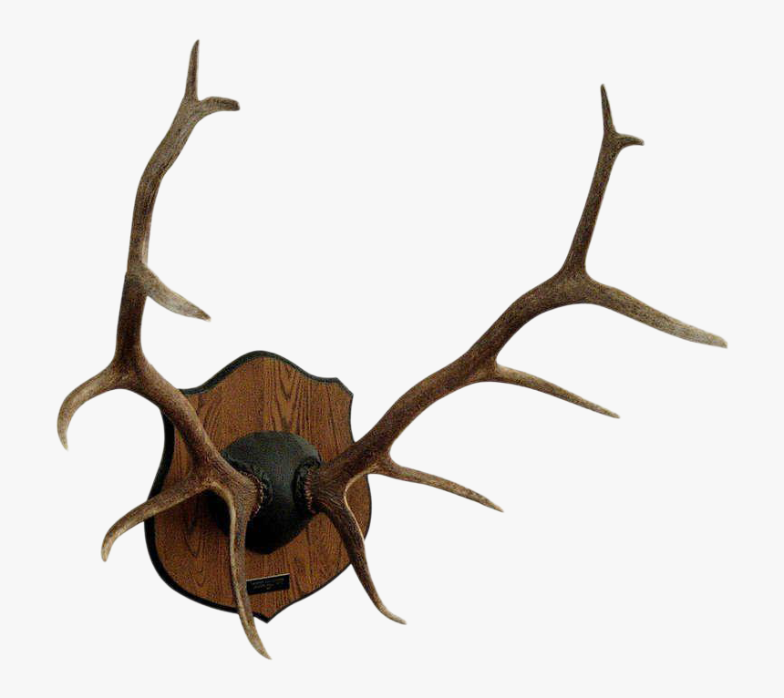 Red Deer Antler Elk Moose - Mount Elk Antlers On A Plaque, HD Png Download