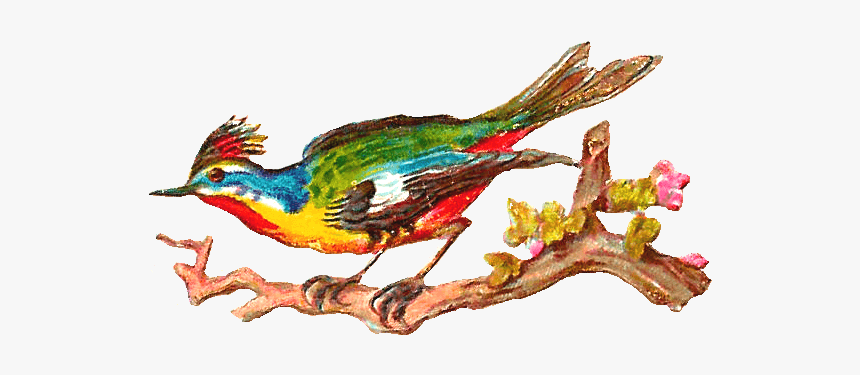 Bird Graphics Free - Illustration, HD Png Download