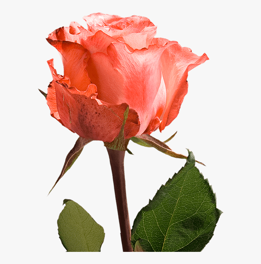 Assorted Color Single Roses For Valentine S Day Fundraiser - Floribunda, HD Png Download