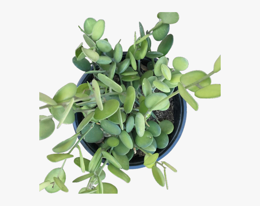 Houseplant, HD Png Download