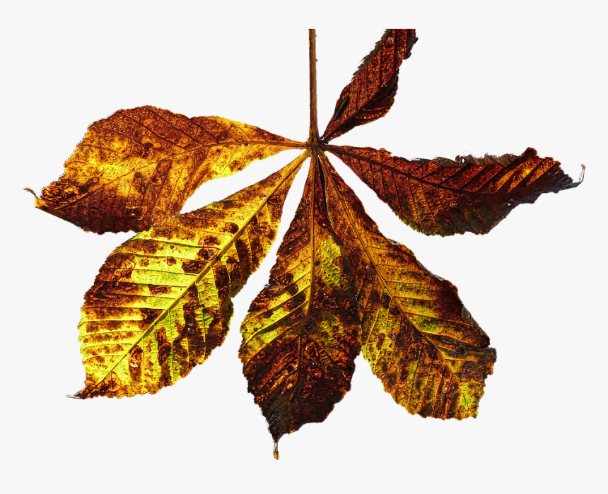 Kastanie Blatt Png, Transparent Png