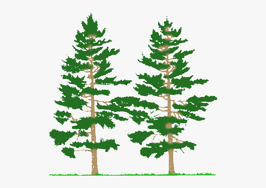 Pine Trees Silhouette - Farming Simulator 2017 Mods Trees 2017, HD Png Download