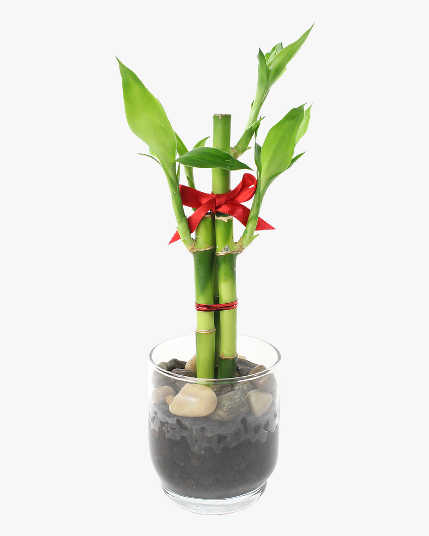 Feng Shui Bamboo Indoor Plant 

 
 Data Rimg Lazy 
 - Centrepiece, HD Png Download
