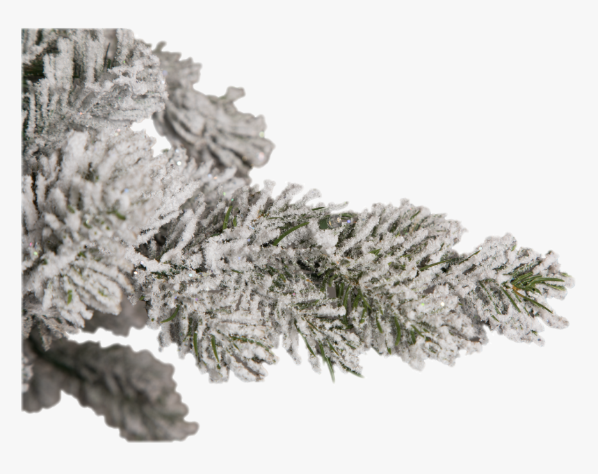 7 - - Tree, HD Png Download