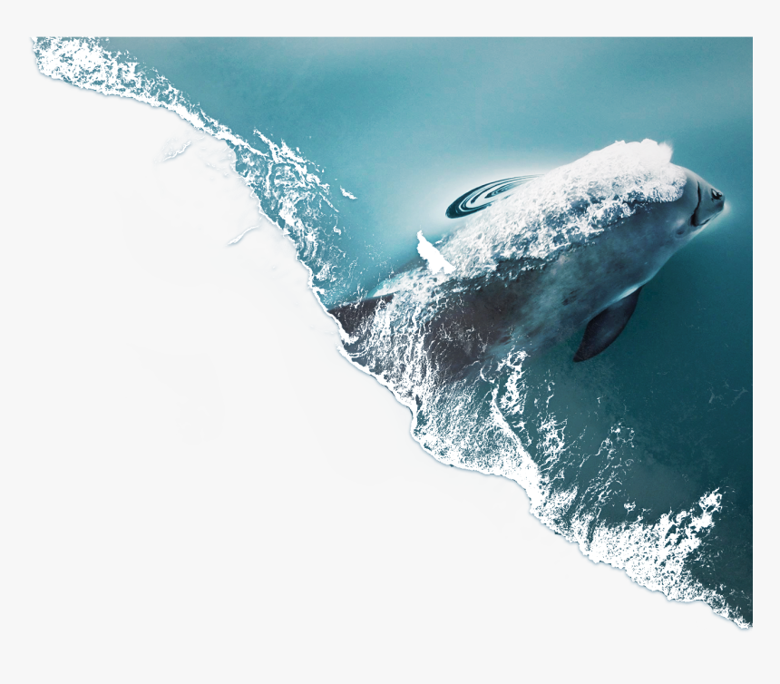 Tiger Shark, HD Png Download