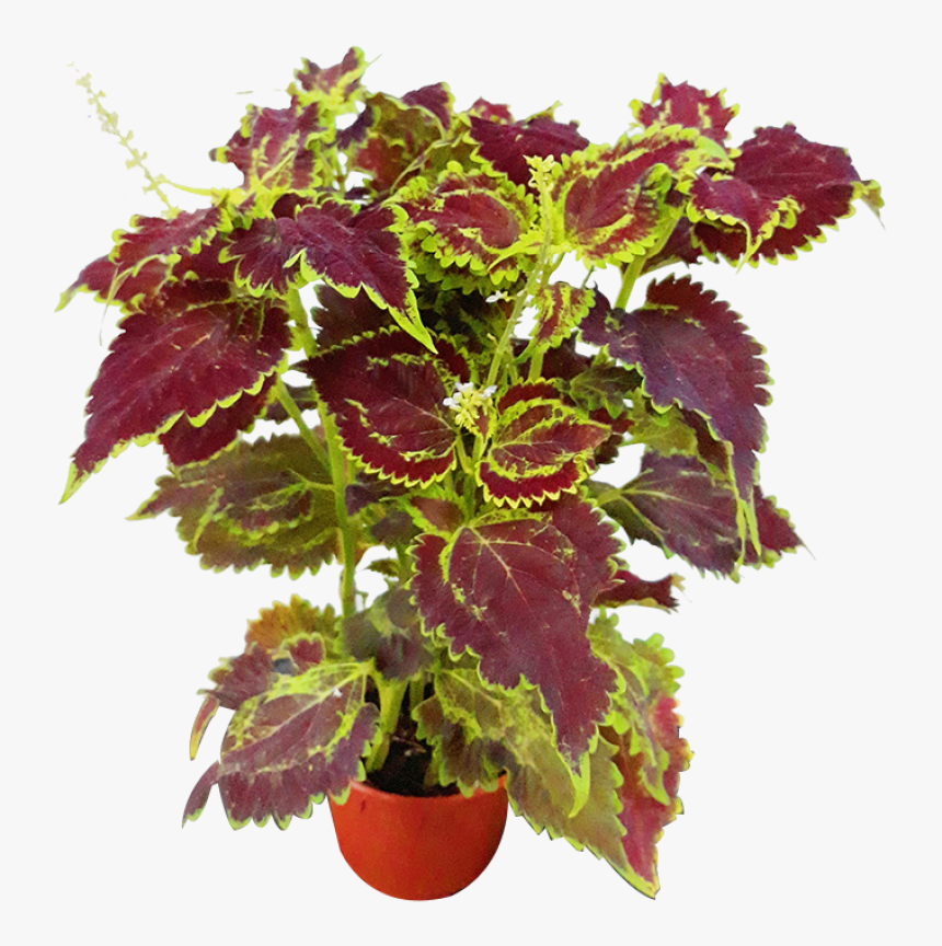 Houseplant, HD Png Download