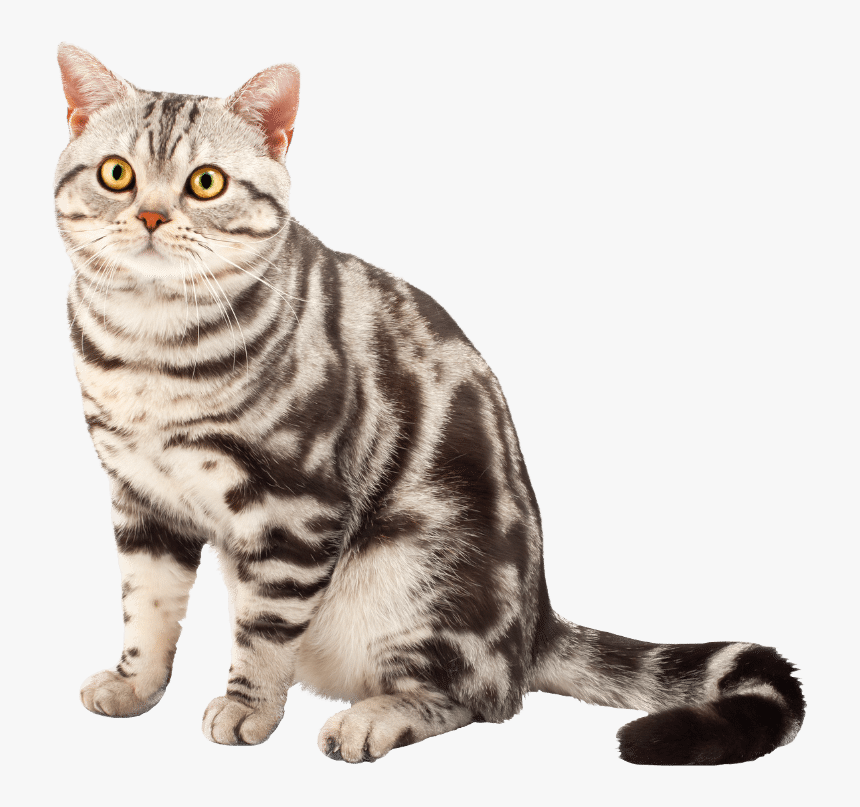 American Shorthair Transparent, HD Png Download