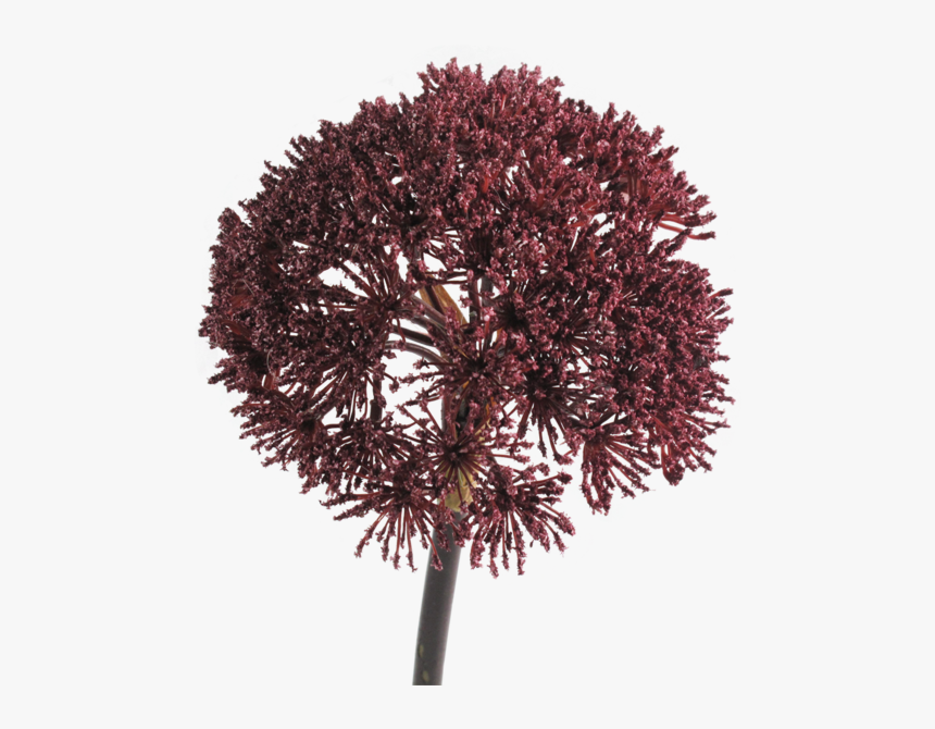 Portable Network Graphics, HD Png Download