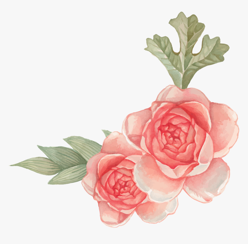 Garden Roses, HD Png Download